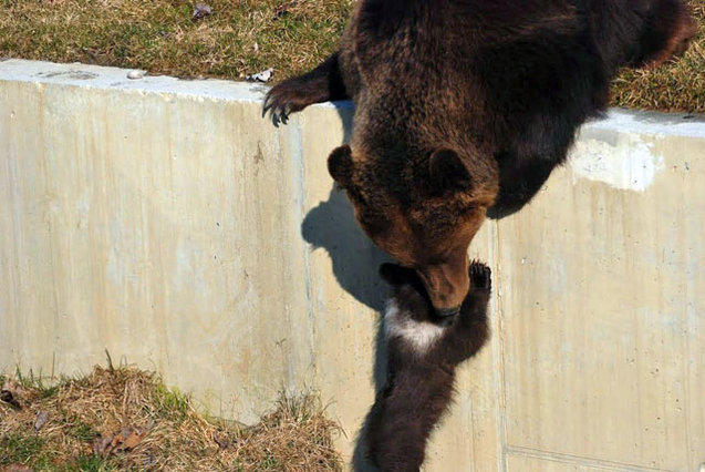 Bild 4: Björk versucht, den Jungbären die Mauer hochzuziehen.