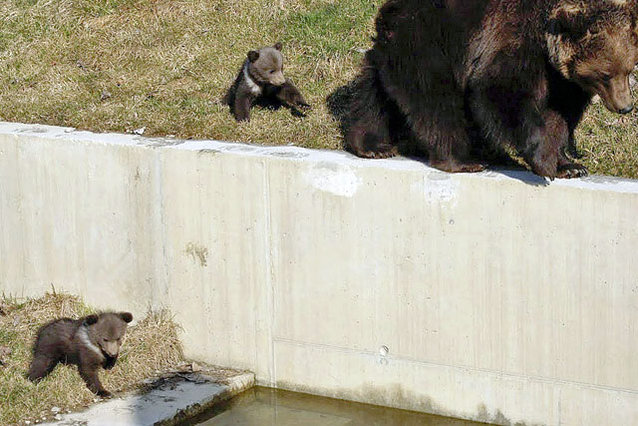 Kleiner Bär am Pool – Glück gehabt dank Mami Björk