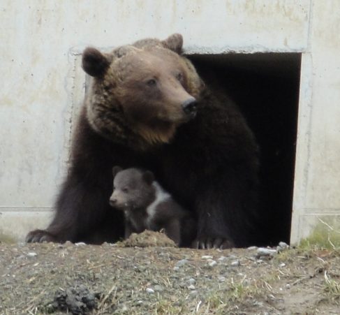Bärenbabys in Bern – Herzlich Willkommen!!